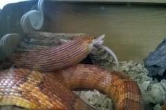 Rex swallowing her food