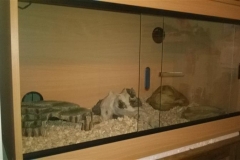 Rex has a new vivarium