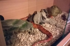 Rex has a new vivarium